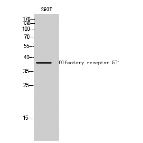 OR5I1 / OR5I Antibody - Western blot of Olfactory receptor 5I1 antibody