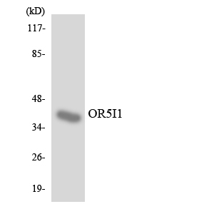 OR5I1 / OR5I Antibody - Western blot analysis of the lysates from RAW264.7cells using OR5I1 antibody.