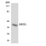 OR5I1 / OR5I Antibody - Western blot analysis of the lysates from RAW264.7cells using OR5I1 antibody.
