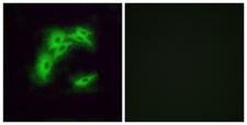 OR5I1 / OR5I Antibody - Immunofluorescence analysis of A549 cells, using OR5I1 Antibody. The picture on the right is blocked with the synthesized peptide.