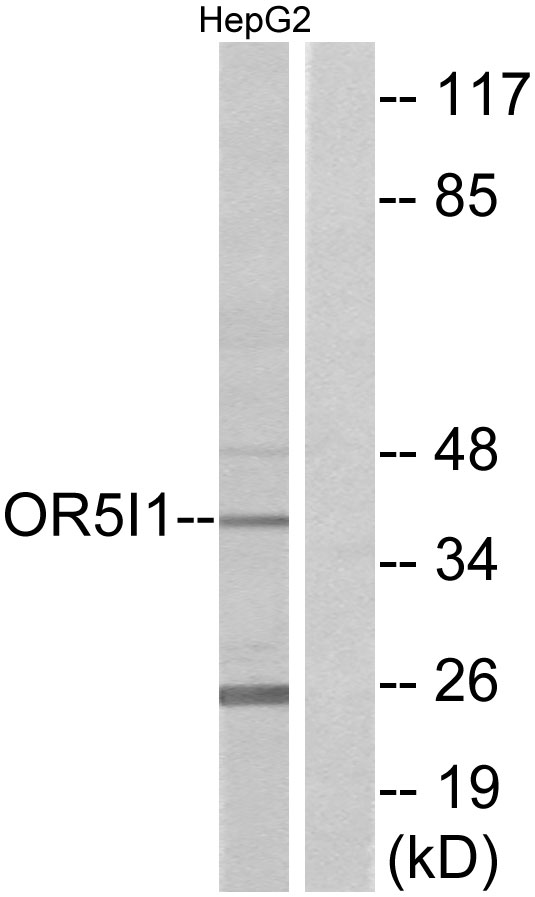 OR5I1 / OR5I Antibody - Western blot analysis of lysates from HepG2 cells, using OR5I1 Antibody. The lane on the right is blocked with the synthesized peptide.