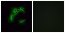OR5I1 / OR5I Antibody - Peptide - + Immunofluorescence analysis of A549 cells, using OR5I1 antibody.