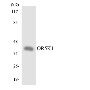 OR5K1 Antibody - Western blot analysis of the lysates from HeLa cells using OR5K1 antibody.