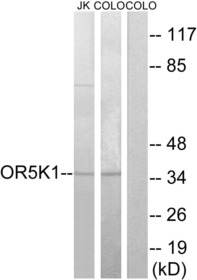 OR5K1 Antibody - Western blot analysis of lysates from COLO and Jurkat cells, using OR5K1 Antibody. The lane on the right is blocked with the synthesized peptide.