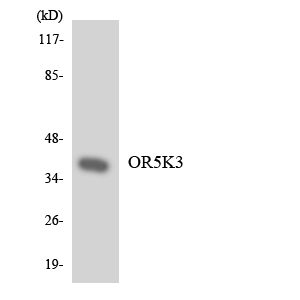 OR5K3 Antibody - Western blot analysis of the lysates from HepG2 cells using OR5K3 antibody.