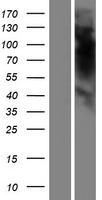OR5K4 Protein - Western validation with an anti-DDK antibody * L: Control HEK293 lysate R: Over-expression lysate