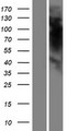 OR5K4 Protein - Western validation with an anti-DDK antibody * L: Control HEK293 lysate R: Over-expression lysate