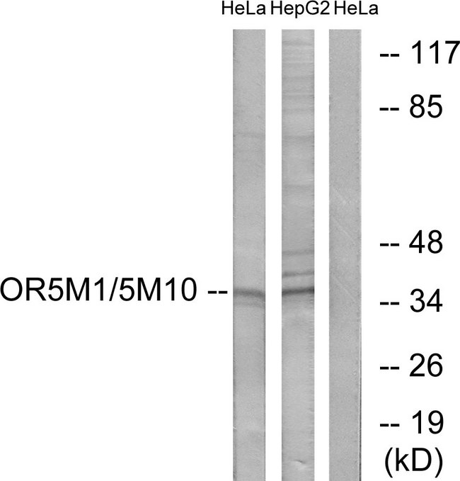 OR5M1+10 Antibody - Western blot analysis of lysates from HeLa and HepG2 cells, using OR5M1/5M10 Antibody. The lane on the right is blocked with the synthesized peptide.