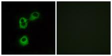 OR5M1 Antibody - Peptide - + Immunofluorescence analysis of MCF-7 cells, using OR5M1 antibody.