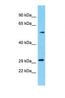 OR5M10 Antibody - Western blot of Human HT1080. OR5M10 antibody dilution 1.0 ug/ml.  This image was taken for the unconjugated form of this product. Other forms have not been tested.