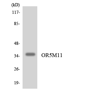 OR5M11 Antibody - Western blot analysis of the lysates from K562 cells using OR5M11 antibody.