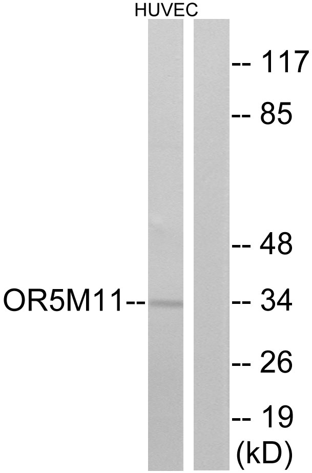 OR5M11 Antibody - Western blot analysis of lysates from HUVEC cells, using OR5M11 Antibody. The lane on the right is blocked with the synthesized peptide.