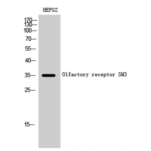 OR5M3 Antibody - Western blot of Olfactory receptor 5M3 antibody