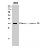 OR5M3 Antibody - Western blot of Olfactory receptor 5M3 antibody