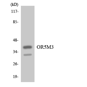 OR5M3 Antibody - Western blot analysis of the lysates from COLO205 cells using OR5M3 antibody.