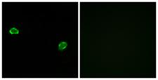 OR5M3 Antibody - Immunofluorescence analysis of MCF7 cells, using OR5M3 Antibody. The picture on the right is blocked with the synthesized peptide.