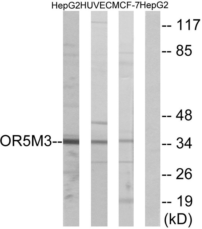 OR5M3 Antibody - Western blot analysis of lysates from HepG2, HUVEC, and MCF-7 cells, using OR5M3 Antibody. The lane on the right is blocked with the synthesized peptide.