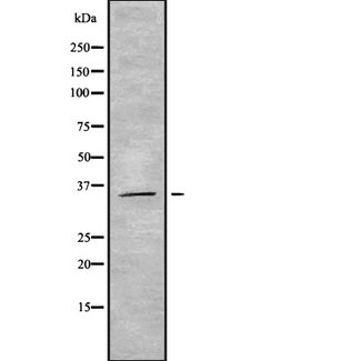 OR5M3 Antibody - Western blot analysis OR5M3 using HeLa whole cells lysates