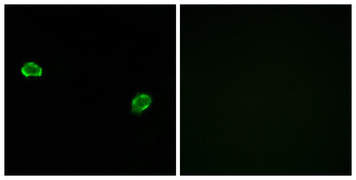 OR5M3 Antibody - Peptide - + Immunofluorescence analysis of MCF-7 cells, using OR5M3 antibody.