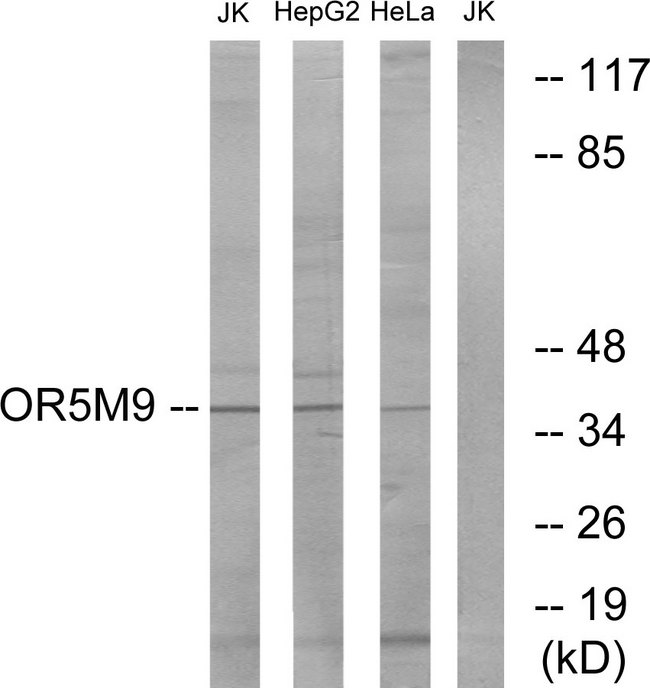 OR5M9 Antibody - Western blot analysis of lysates from Jurkat, HepG2, and HeLa cells, using OR5M9 Antibody. The lane on the right is blocked with the synthesized peptide.
