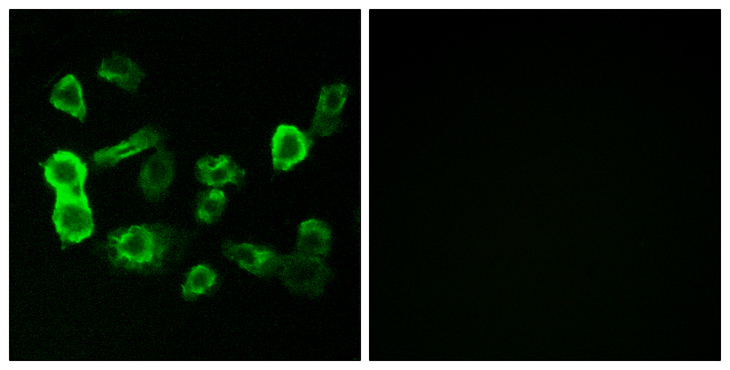 OR5P2 Antibody - Immunofluorescence analysis of MCF7 cells, using OR5P2 Antibody. The picture on the right is blocked with the synthesized peptide.
