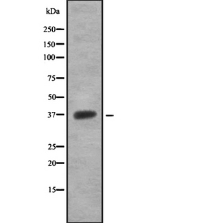 OR5T1 Antibody - Western blot analysis OR5T1 using 293 whole cells lysates