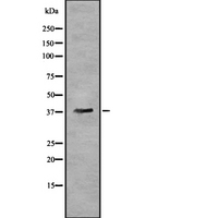 OR5T3 Antibody - Western blot analysis OR5T3 using HeLa whole cells lysates