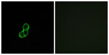 OR5T3 Antibody - Peptide - + Immunofluorescence analysis of MCF-7 cells, using OR5T3 antibody.