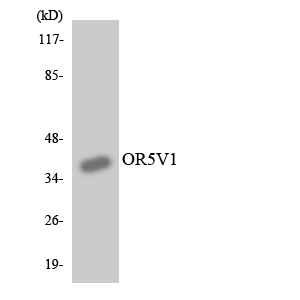 OR5V1 Antibody - Western blot analysis of the lysates from HUVECcells using OR5V1 antibody.