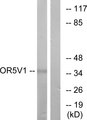 OR5V1 Antibody - Western blot analysis of lysates from RAW264.7 cells, using OR5V1 Antibody. The lane on the right is blocked with the synthesized peptide.