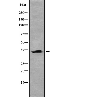 OR5V1 Antibody - Western blot analysis OR5V1 using HeLa whole cells lysates