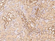 OR5V1 Antibody - Immunochemical staining of human OR5V1 in human kidney with rabbit polyclonal antibody at 1:100 dilution, formalin-fixed paraffin embedded sections.
