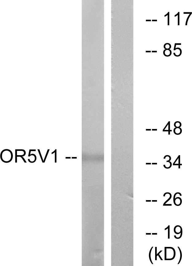 OR5V1 Antibody - Western blot analysis of extracts from RAW264.7 cells, using OR5V1 antibody.
