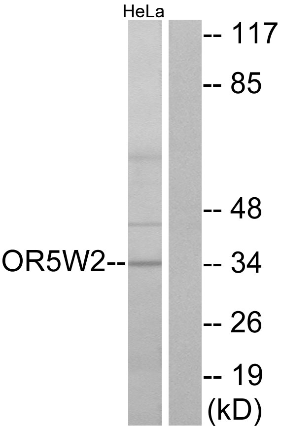 OR5W2 Antibody - Western blot analysis of lysates from HeLa cells, using OR5W2 Antibody. The lane on the right is blocked with the synthesized peptide.