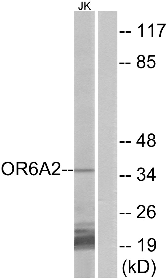 OR6A2 Antibody - Western blot analysis of lysates from Jurkat cells, using OR6A2 Antibody. The lane on the right is blocked with the synthesized peptide.