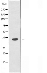 OR6A2 Antibody - Western blot analysis of extracts of Jurkat cells using OR6A2 antibody.