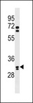 OR6B2 Antibody - OR6B2 Antibody western blot of HeLa cell line lysates (35 ug/lane). The OR6B2 antibody detected the OR6B2 protein (arrow).