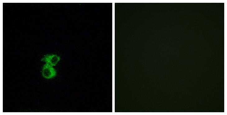 OR6B2 Antibody - Peptide - + Immunofluorescence analysis of MCF-7 cells, using OR6B2 antibody.