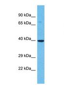 OR6B3 Antibody - Western blot of Human Jurkat. OR6B3 antibody dilution 1.0 ug/ml.  This image was taken for the unconjugated form of this product. Other forms have not been tested.