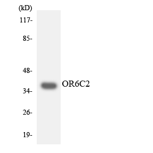 OR6C2 Antibody - Western blot analysis of the lysates from COLO205 cells using OR6C2 antibody.
