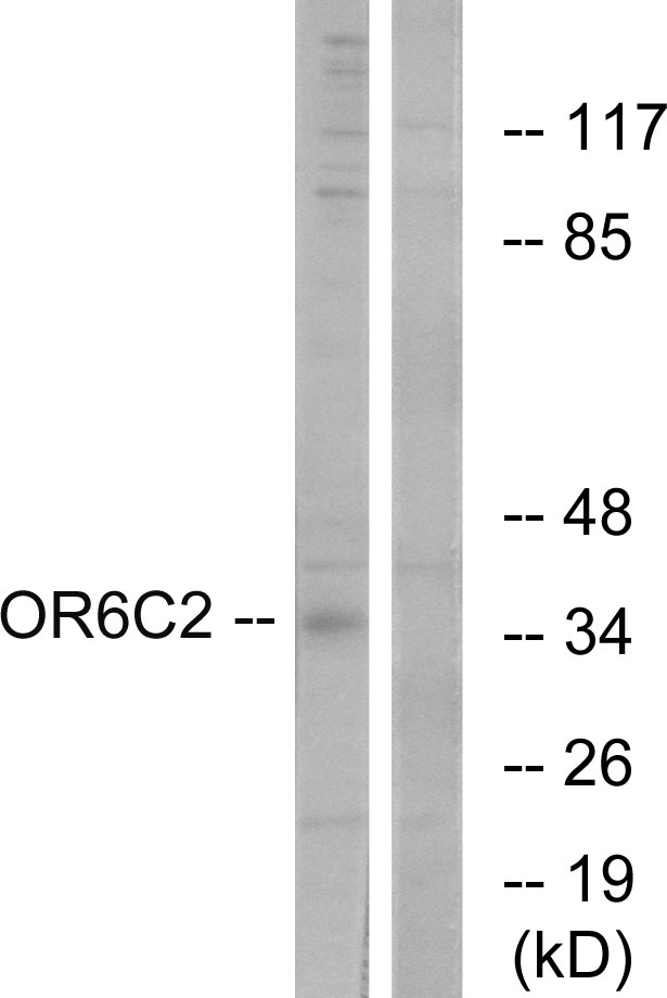 OR6C2 Antibody - Western blot analysis of lysates from HT-29 cells, using OR6C2 Antibody. The lane on the right is blocked with the synthesized peptide.