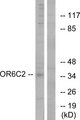 OR6C2 Antibody - Western blot analysis of lysates from HT-29 cells, using OR6C2 Antibody. The lane on the right is blocked with the synthesized peptide.