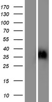 OR6C2 Protein - Western validation with an anti-DDK antibody * L: Control HEK293 lysate R: Over-expression lysate