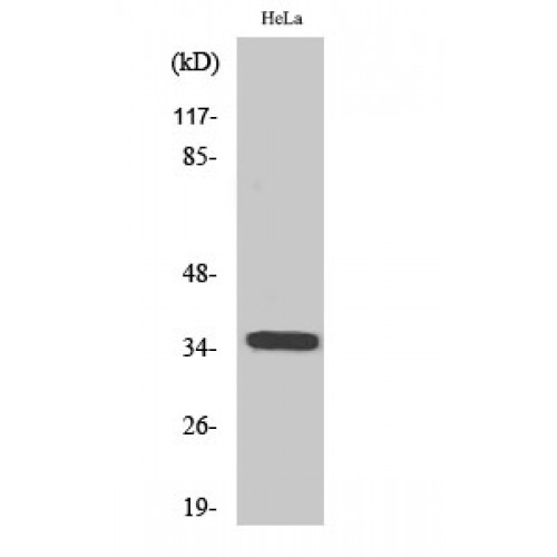 OR6C3 Antibody - Western blot of Olfactory receptor 6C3 antibody