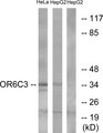 OR6C3 Antibody - Western blot analysis of lysates from HeLa and HepG2 cells, using OR6C3 Antibody. The lane on the right is blocked with the synthesized peptide.