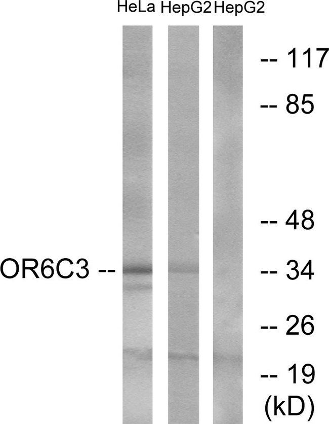 OR6C3 Antibody - Western blot analysis of lysates from HeLa and HepG2 cells, using OR6C3 Antibody. The lane on the right is blocked with the synthesized peptide.