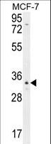OR6C4 Antibody - OR6C4 Antibody western blot of MCF-7 cell line lysates (35 ug/lane). The OR6C4 antibody detected the OR6C4 protein (arrow).
