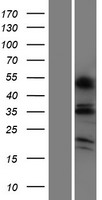 OR6C4 Protein - Western validation with an anti-DDK antibody * L: Control HEK293 lysate R: Over-expression lysate