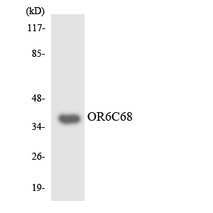 OR6C68 Antibody - Western blot analysis of the lysates from RAW264.7cells using OR6C68 antibody.
