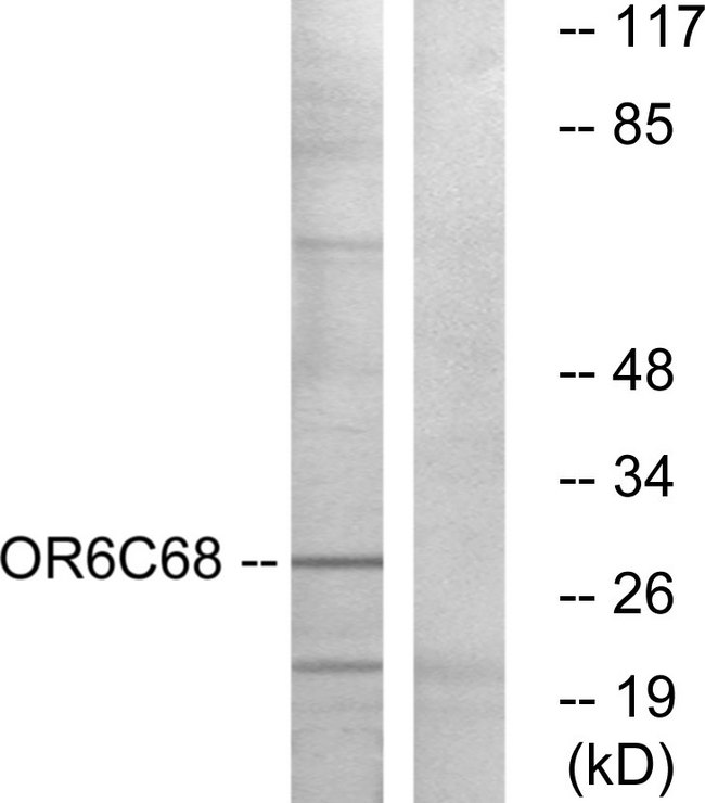 OR6C68 Antibody - Western blot analysis of lysates from HUVEC cells, using OR6C68 Antibody. The lane on the right is blocked with the synthesized peptide.
